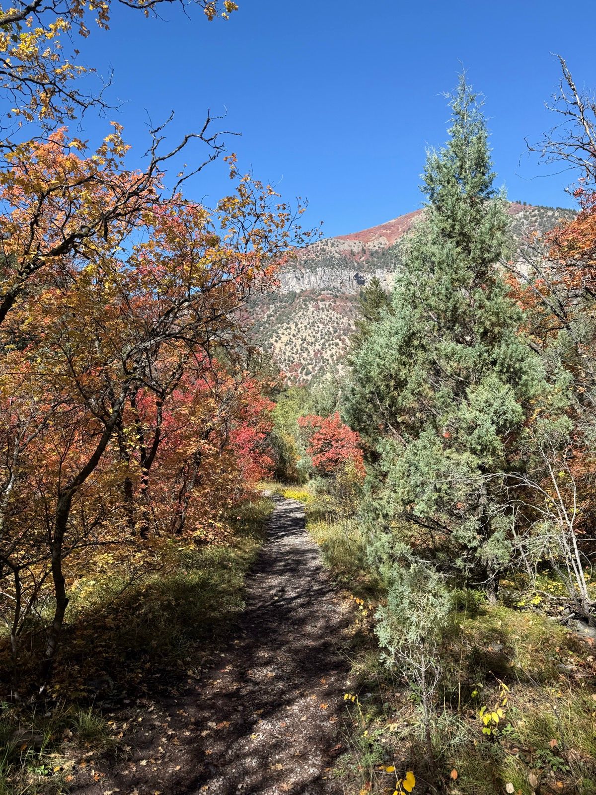 A winding dirt path surrounded by colorful autumn foliage leads through a forest in Paradise, Utah, under a clear blue sky. The landscape features trees with vibrant red and orange leaves, with a mountain in the background.