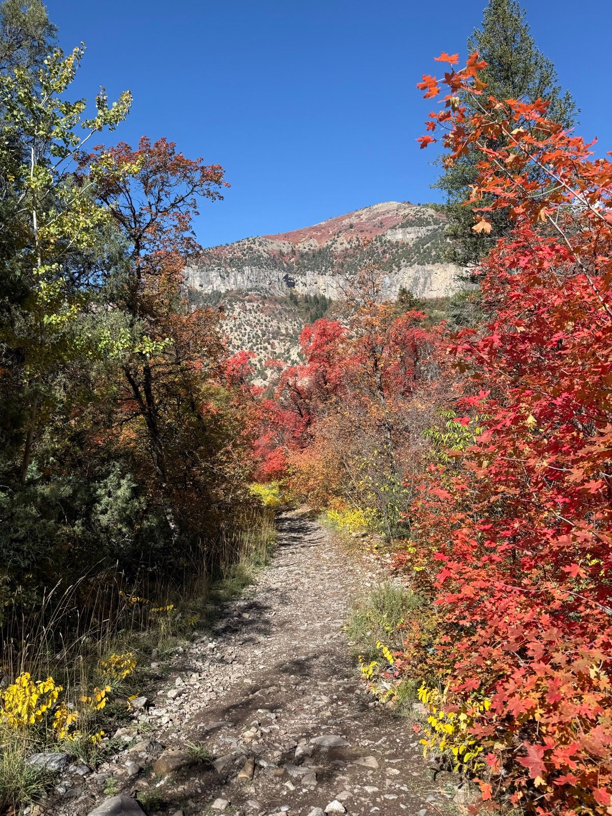 A dirt path winds through a forest of vibrant autumn foliage, featuring red, orange, and yellow leaves. Towering trees line the sides, and a mountain can be seen in the background under a clear blue sky.