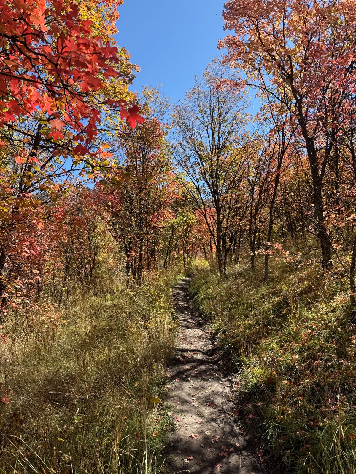 A narrow dirt path winds through a forest filled with vibrant autumn foliage. Trees with bright red and orange leaves line the sides, under a clear blue sky. The ground is covered with scattered leaves and lush, green grass.