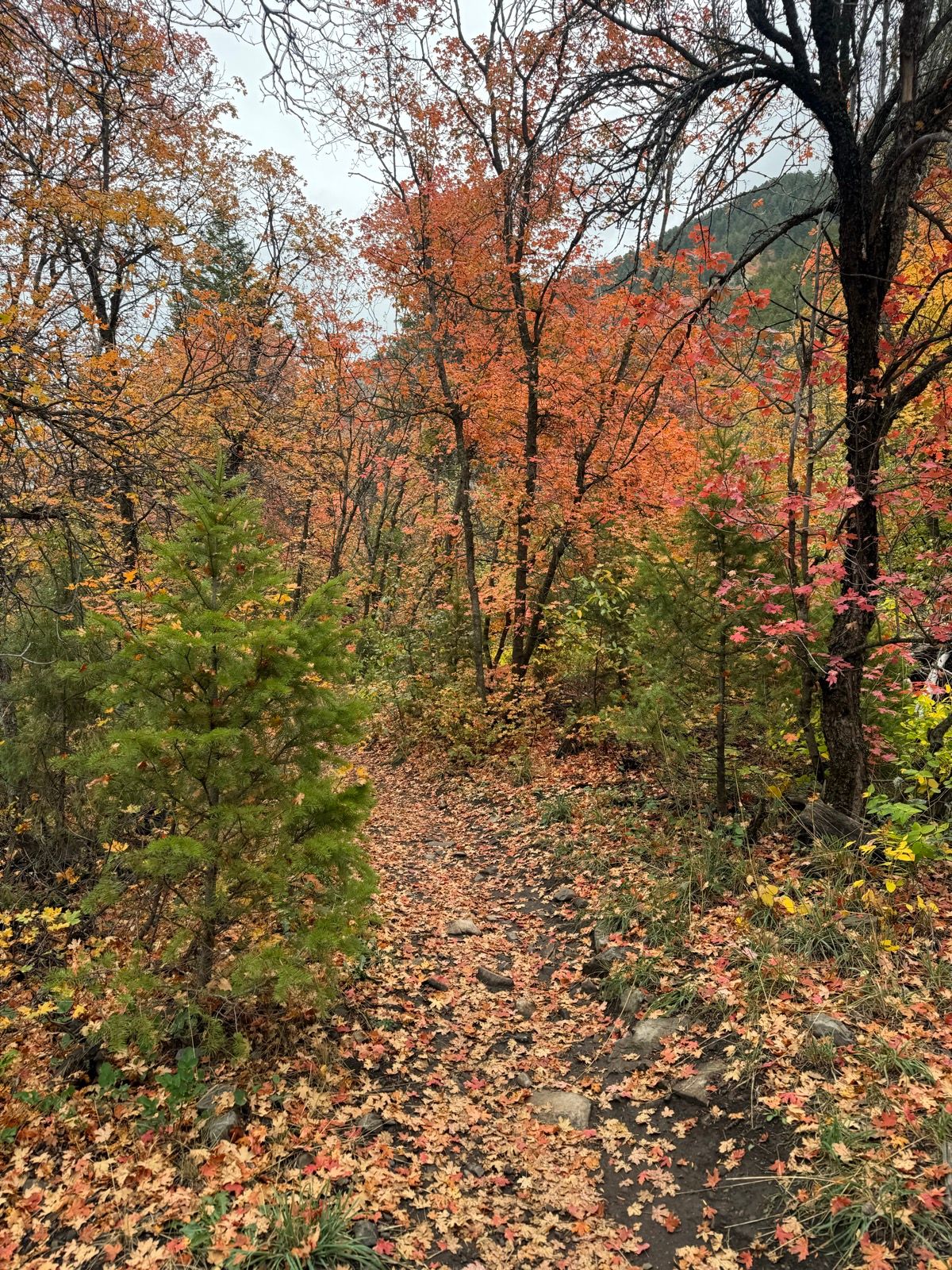 A scenic path lined with colorful autumn trees, featuring vibrant orange and red leaves, in Providence Canyon, Utah. The trail is surrounded by a mix of fallen leaves and small rocks, creating a peaceful nature setting.
