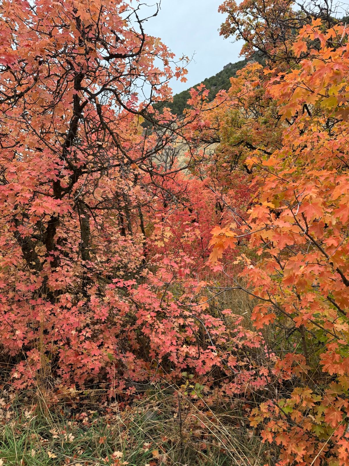 Vibrant autumn foliage features orange and pink maple leaves in Providence Canyon, Utah. The scene includes bare tree branches and a backdrop of rolling hills under a cloudy sky.