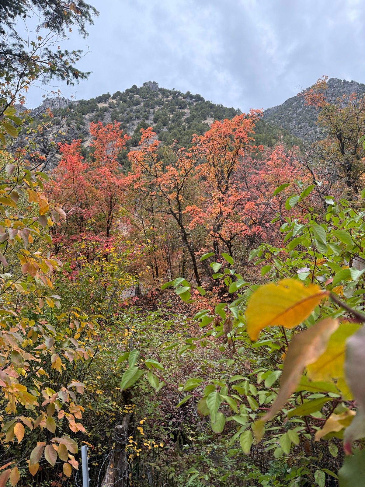 A scenic view of Providence Canyon, Utah, showcasing vibrant autumn foliage. The foreground features green and yellow leaves, while the background highlights trees with bright orange leaves against a mountain backdrop under a cloudy sky.