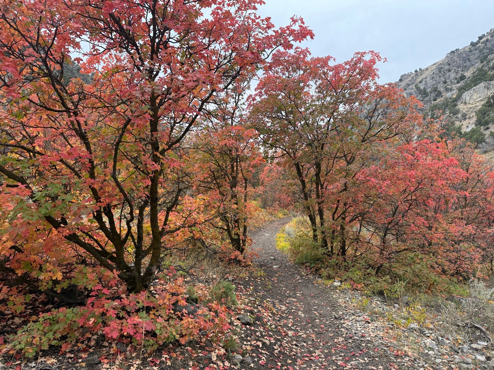 A winding dirt path surrounded by trees with vibrant red and orange leaves in Providence Canyon, Utah, on an overcast day.