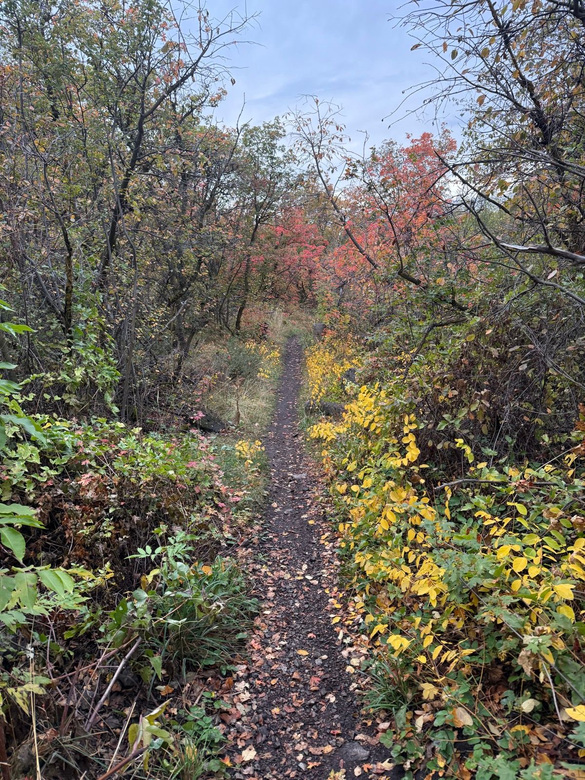 A narrow dirt path winds through a colorful forest in Providence Canyon, Utah, surrounded by trees with green, yellow, and red leaves. The ground is covered in fallen leaves, and the sky is partially cloudy.