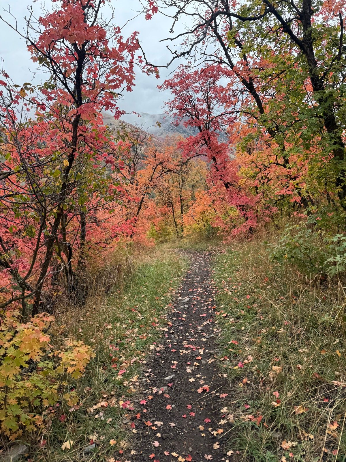 A winding dirt path surrounded by trees with vibrant autumn foliage in shades of red, orange, and yellow, leading through Providence Canyon, Utah. Fallen leaves cover the ground on either side of the trail.