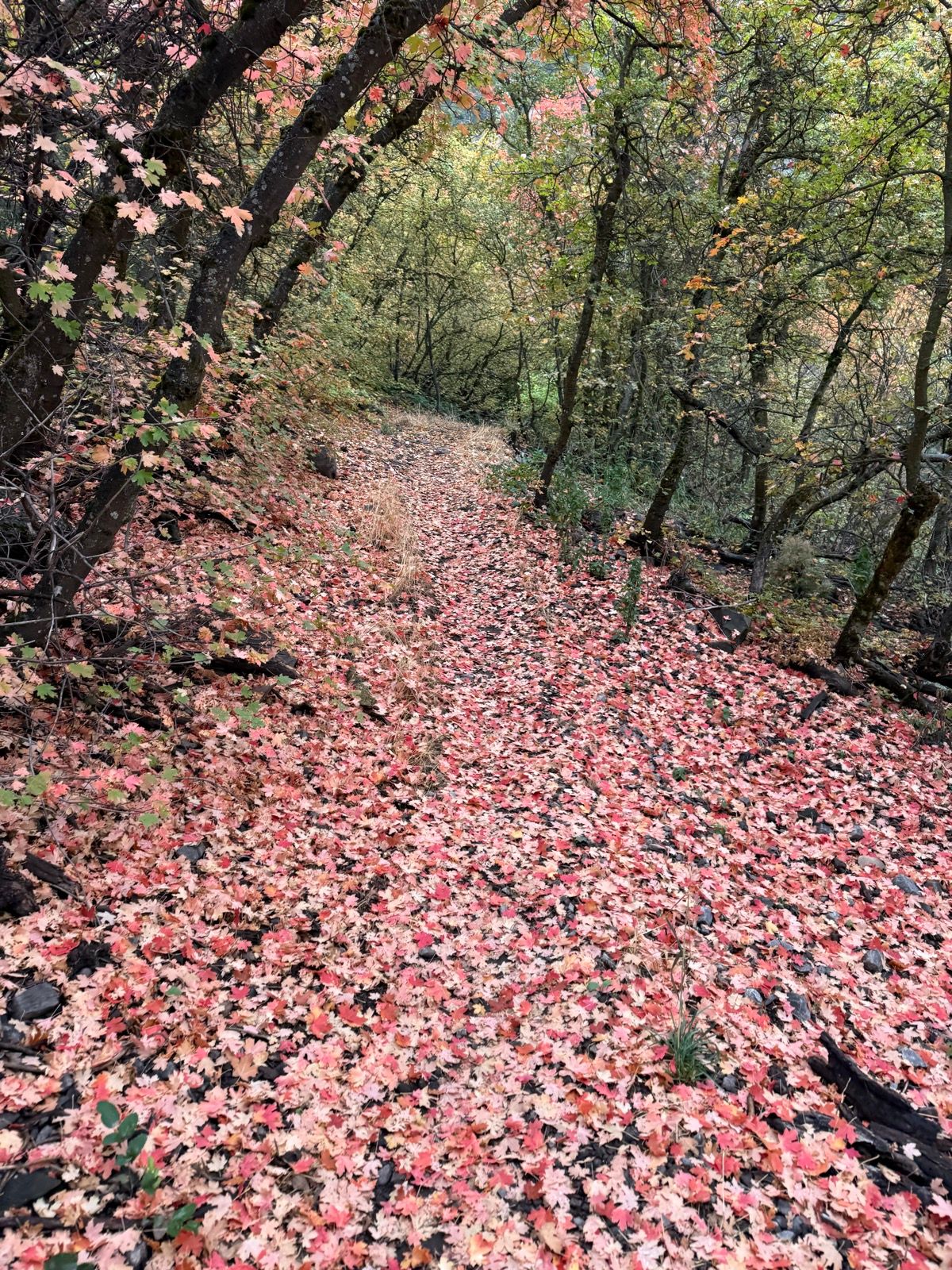 A forest path covered in fallen pink and red leaves, with trees lining the sides. The vibrant colors of autumn create a picturesque scene in Providence Canyon, Utah.