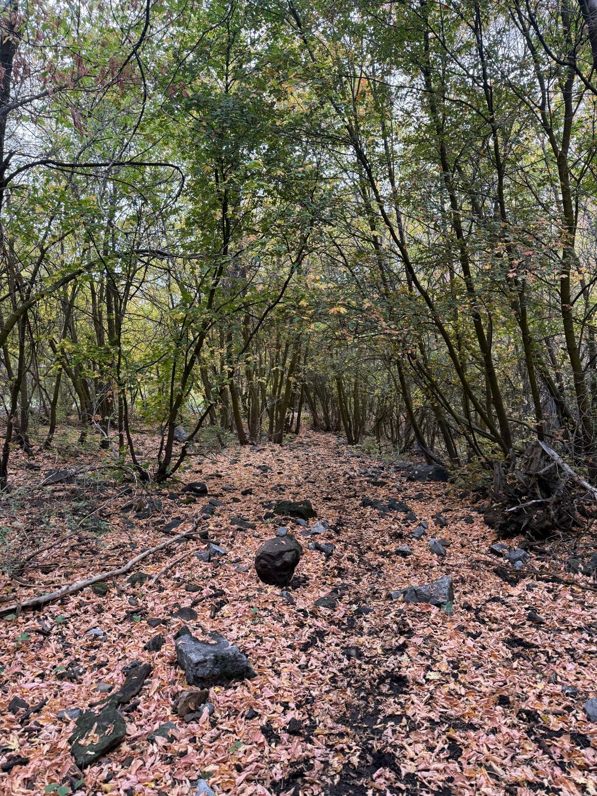 A narrow path through a forest in Providence Canyon, Utah, lined with colorful fallen leaves and scattered rocks. The trees are dense and leafy, creating a natural canopy overhead.
