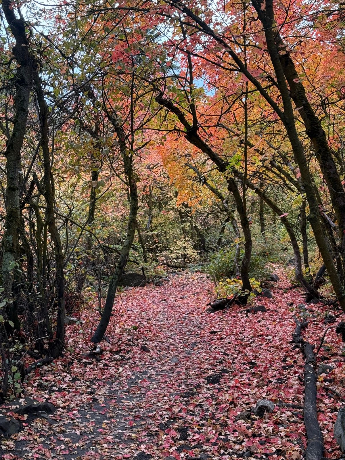 A narrow pathway through a forest, lined with trees showcasing vibrant autumn foliage in shades of red, orange, and yellow. The ground is covered with fallen leaves, creating a colorful carpet along the trail.