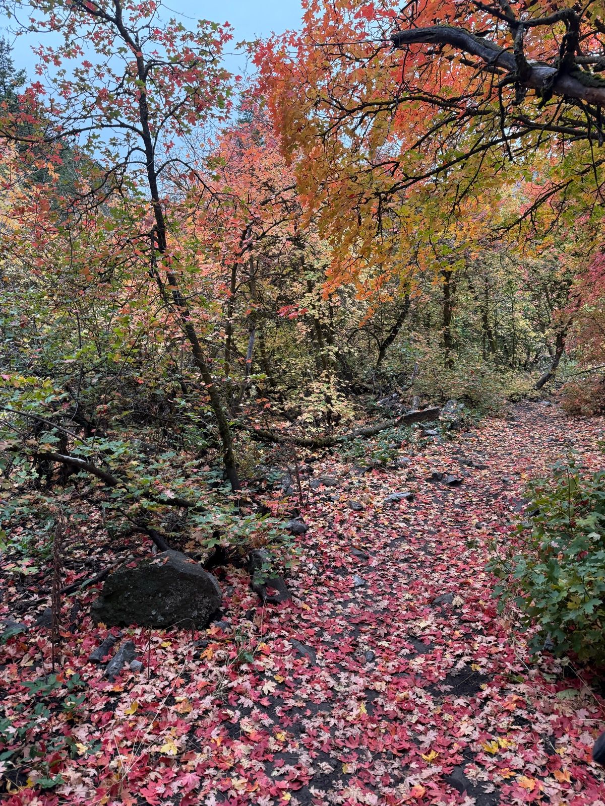A scenic path in Providence Canyon, Utah, lined with vibrant autumn leaves in shades of red, orange, and yellow. The trail is surrounded by trees and partially covered with fallen leaves, creating a colorful natural carpet.