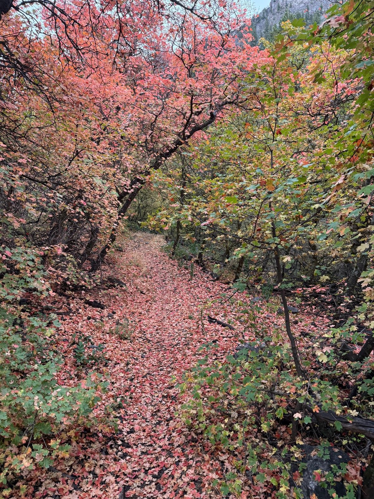 A scenic path through Providence Canyon, Utah, lined with vibrant trees displaying shades of red, orange, and green leaves. The ground is covered in fallen leaves, creating a colorful carpet along the trail.