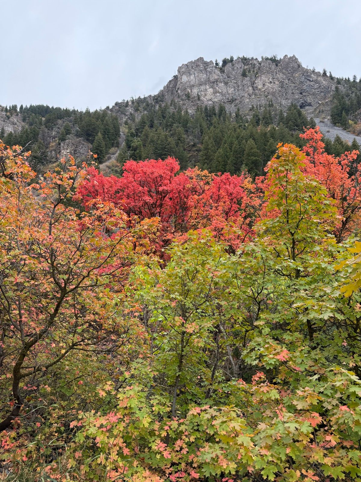 A vibrant landscape at Providence Canyon, Utah, featuring trees with colorful autumn foliage, including bright red and yellow leaves. In the background, rocky mountain peaks are partially covered in greenery under a cloudy sky.