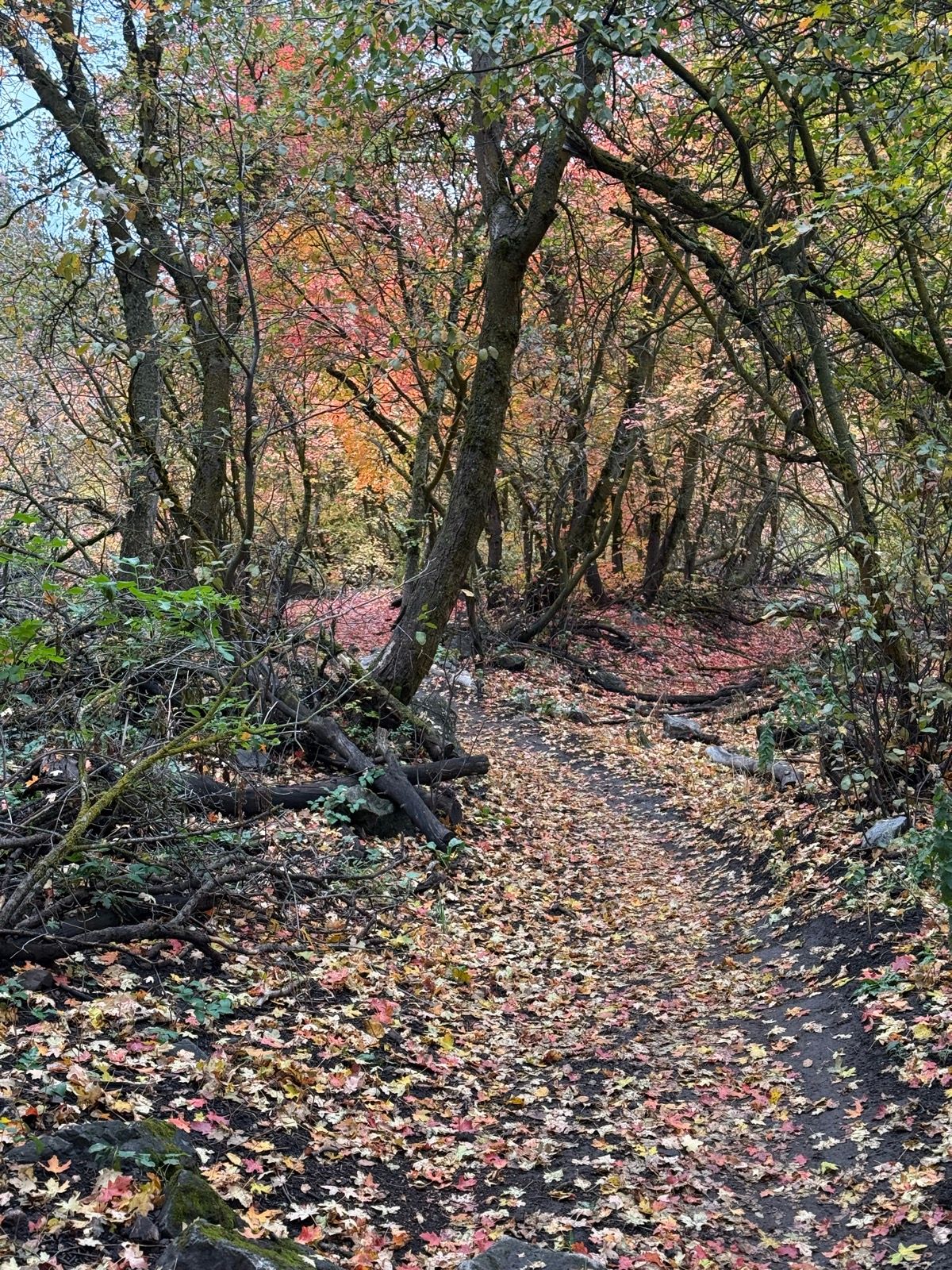 A winding path through trees in Providence Canyon, Utah, covered in fallen autumn leaves ranging from yellow to red.