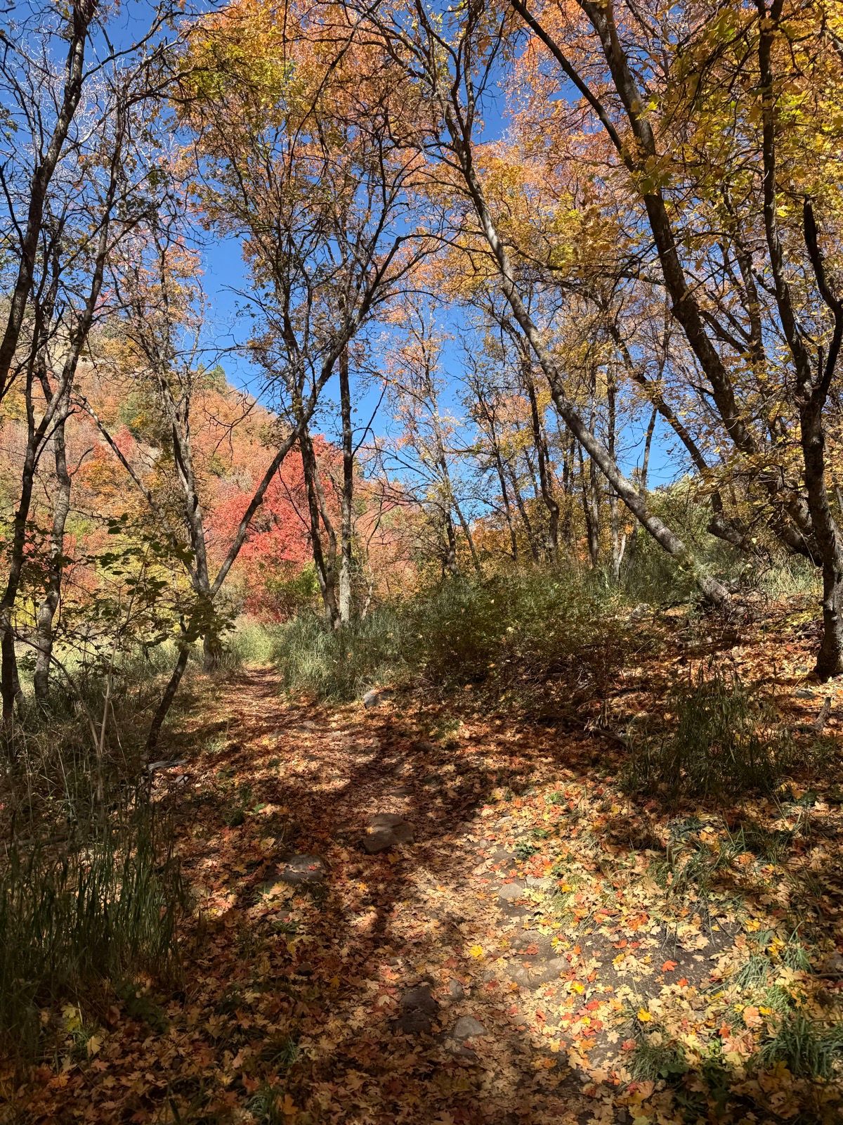 A pathway through a wooded area in Green Canyon, Utah, surrounded by trees with autumn foliage in shades of yellow, orange, and red. The ground is covered with fallen leaves, and a clear blue sky is visible above.