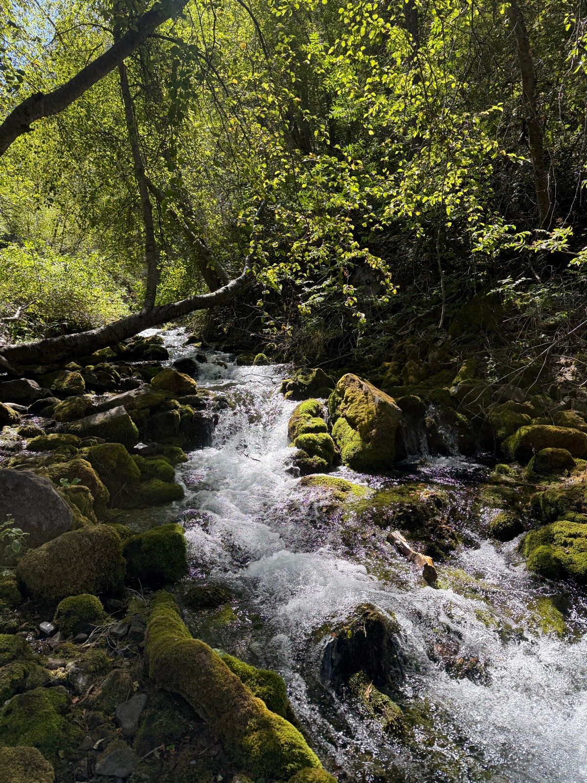 A flowing stream winds through a lush green landscape on the Logan River Trail, with moss-covered rocks and sunlight filtering through the leaves of surrounding trees.
