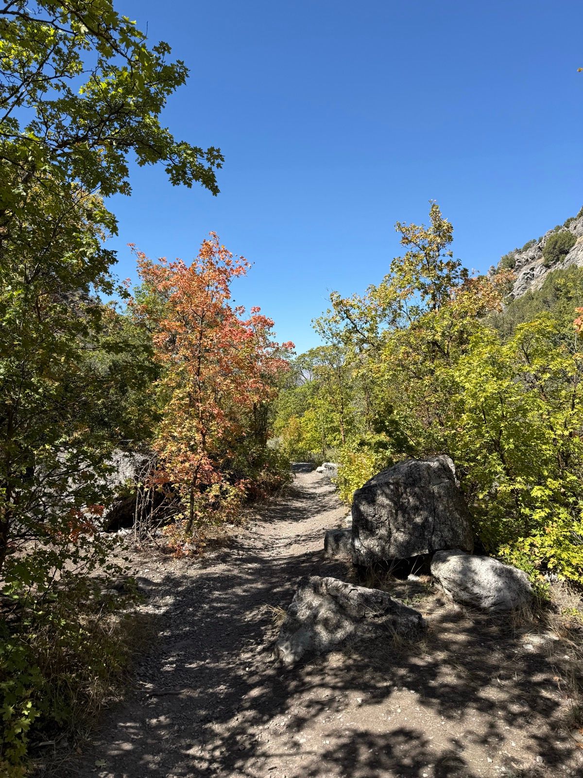A dirt path winding through trees with colorful autumn leaves in Providence Canyon, Utah, under a clear blue sky. Large rocks are scattered along the path, and the scene conveys a tranquil outdoor setting.