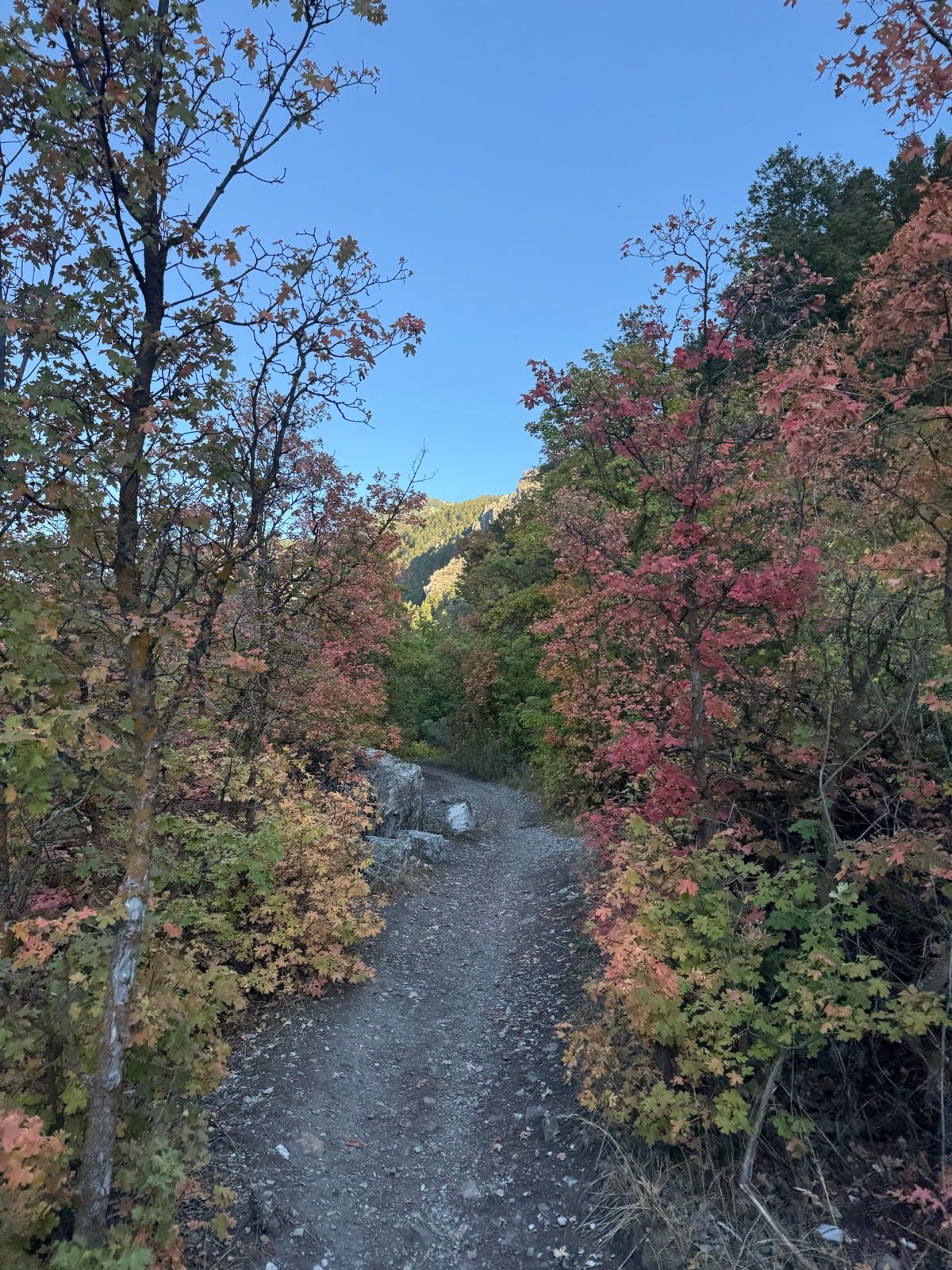 A rocky path winds through colorful autumn trees in Providence Canyon, Utah. The trees display vibrant red, orange, and green leaves under a clear blue sky.