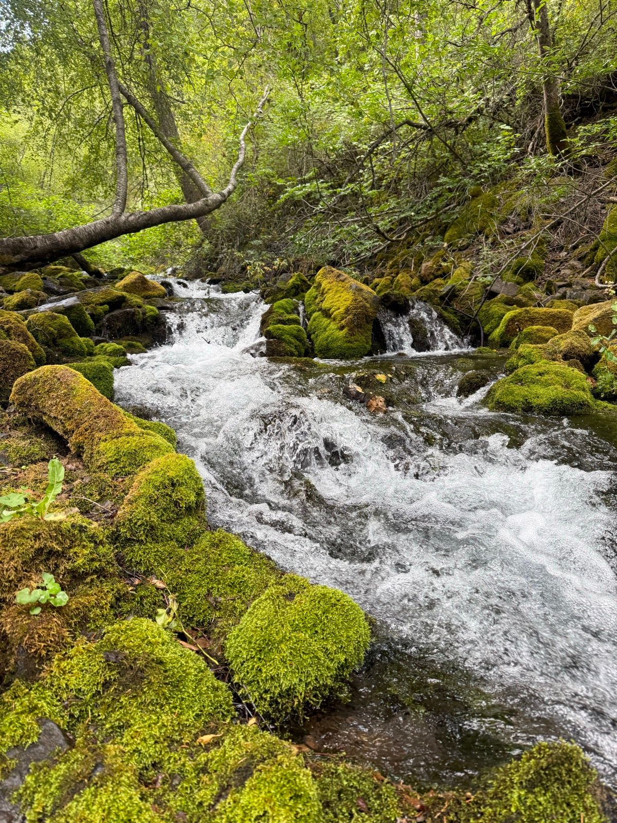 A stream flows over moss-covered rocks in a lush green forest in Paradise, Utah. Trees line the stream, and the water creates ripples as it moves through the landscape.