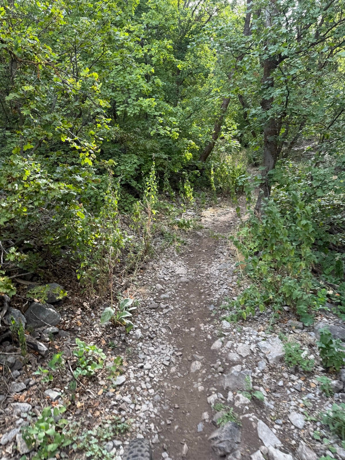 A narrow dirt path winding through a lush green forest, surrounded by trees and rocks, with a mix of foliage on either side in Providence Canyon, Utah.