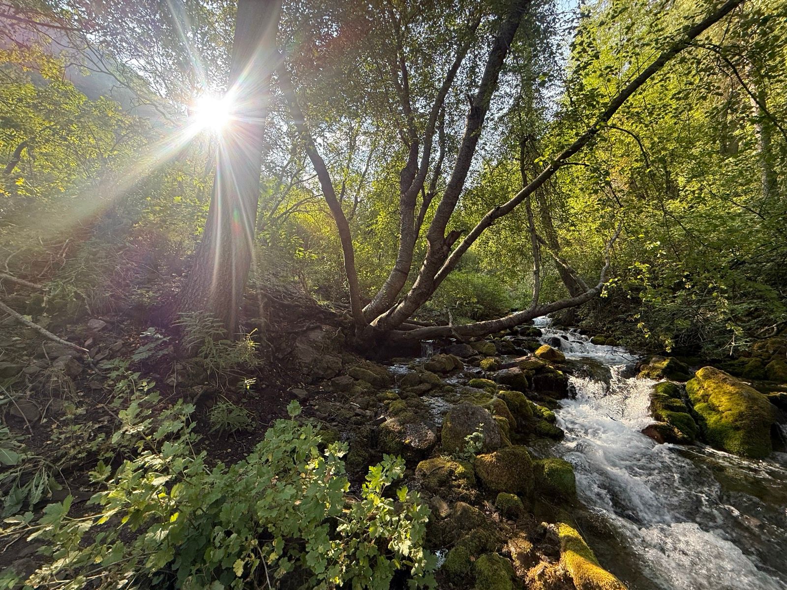A serene scene in Paradise, Utah, featuring a gently flowing stream surrounded by lush greenery. Sunlight filters through the trees, casting a warm glow on the scene. Mossy rocks line the water's edge, adding to the tranquil atmosphere.