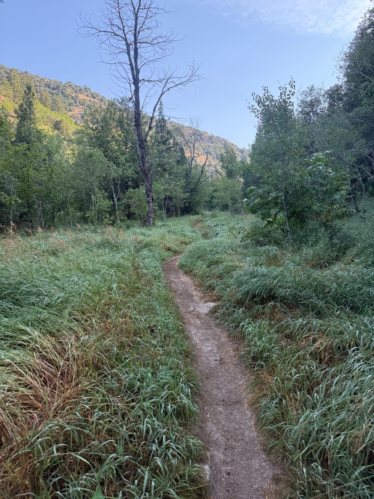 A narrow dirt path winds through tall green grass and trees in Green Canyon, Utah, with a clear blue sky overhead.
