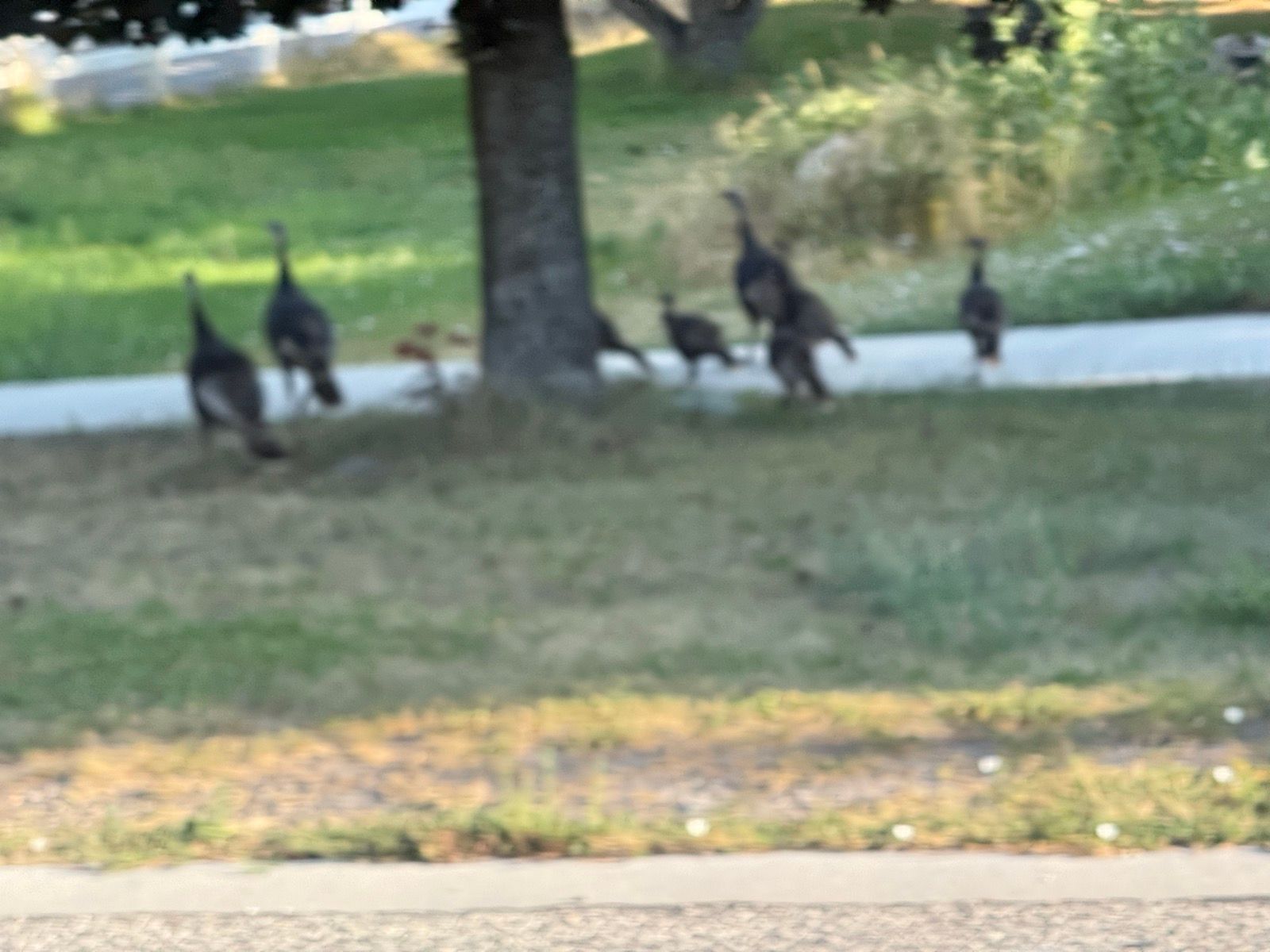 A group of wild turkeys walking near a tree in Providence Canyon, Utah, with grassy areas and a path in the background.