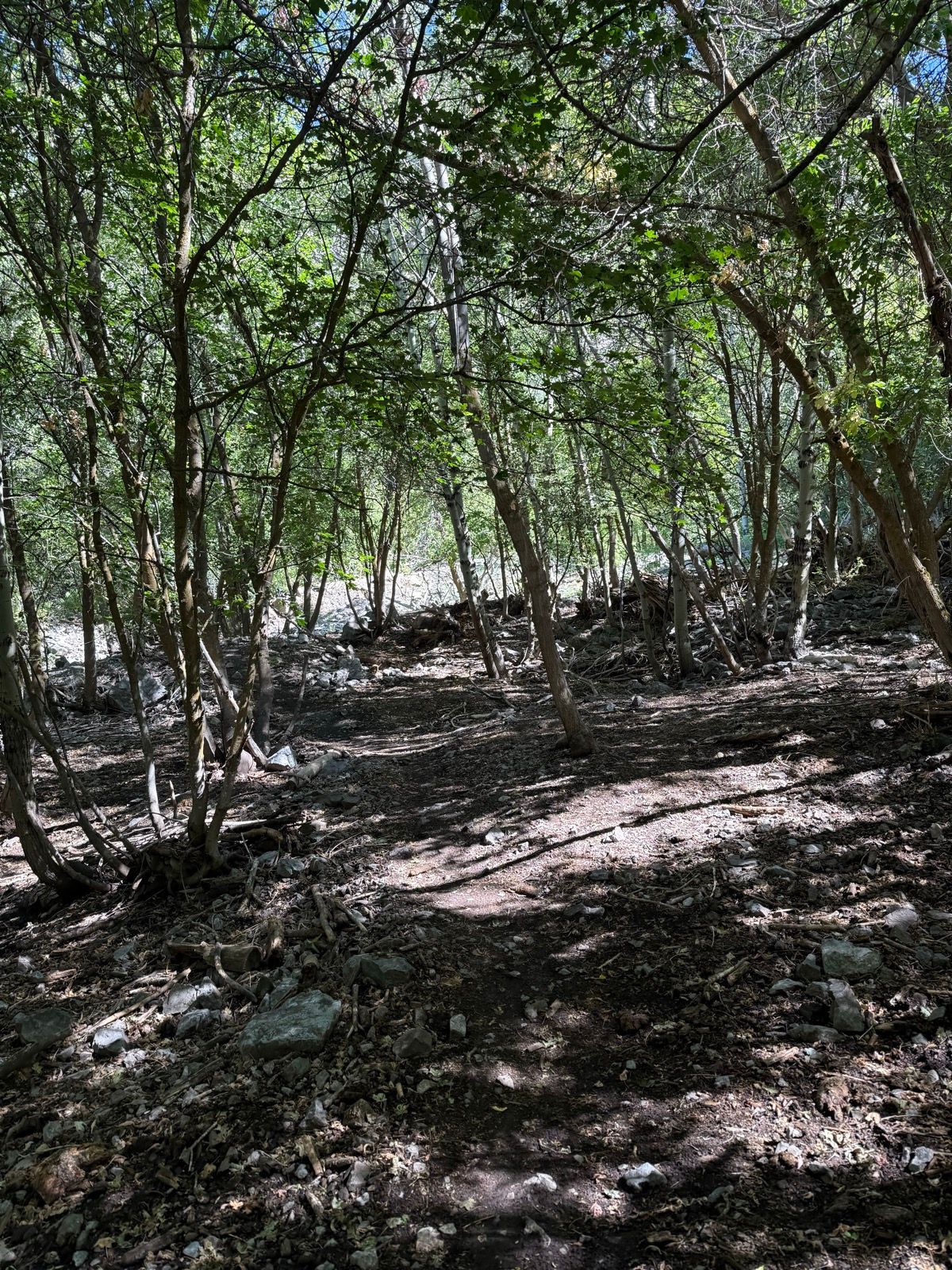 Dense green foliage with trees and scattered rocks in Providence Canyon, Utah. Sunlight filters through the leaves, casting shadows on the ground along a natural path.