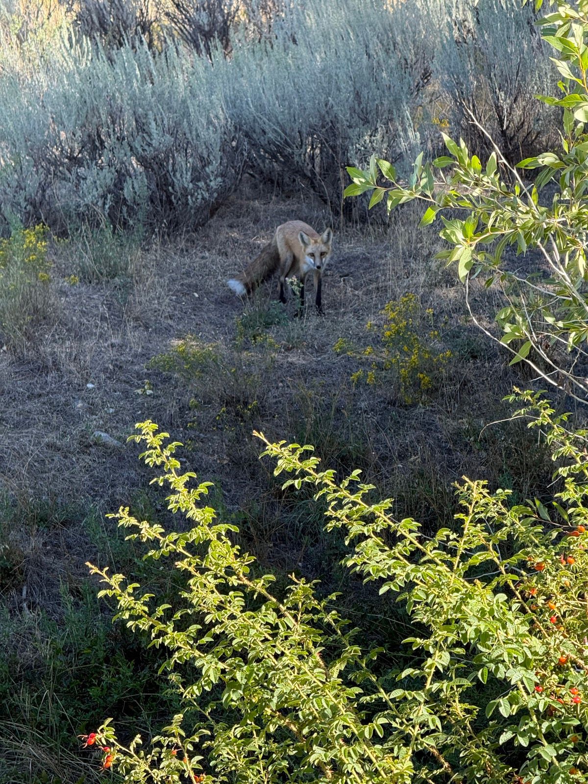 A fox stands among dry grass and shrubs in Green Canyon, Utah, with green vegetation in the foreground and a background of sagebrush.