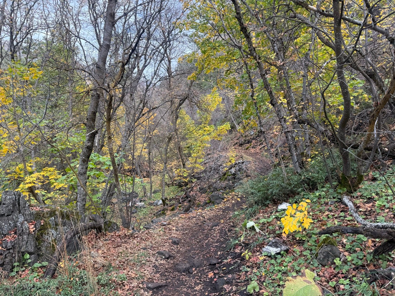 A winding dirt path leads through a forested area in Providence Canyon, Utah, with trees showing autumn foliage in shades of yellow and green. The ground is covered with fallen leaves and small rocks, surrounded by shrubs and greenery.