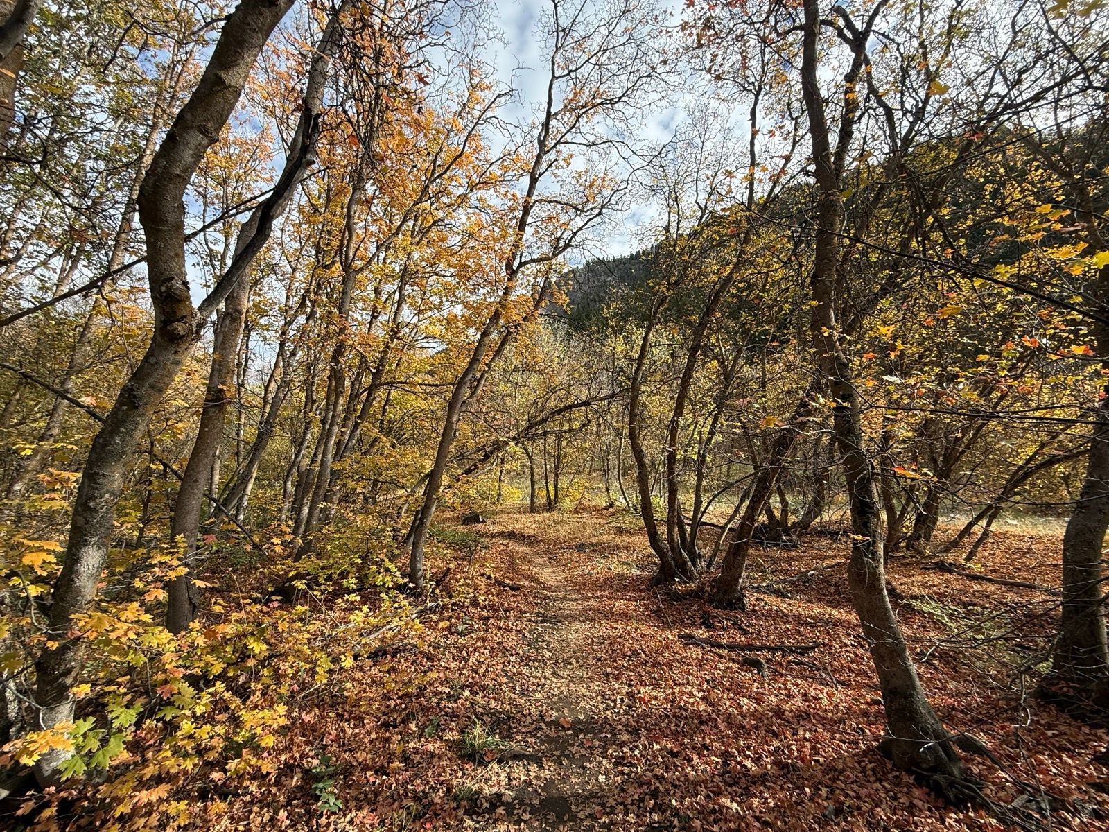 A winding dirt path through a forest filled with trees showcasing colorful autumn leaves. The ground is covered with fallen leaves, and sunlight filters through the branches, illuminating the warm tones of the foliage. The scene captures the serene beauty of Providence Canyon, Utah in the fall.