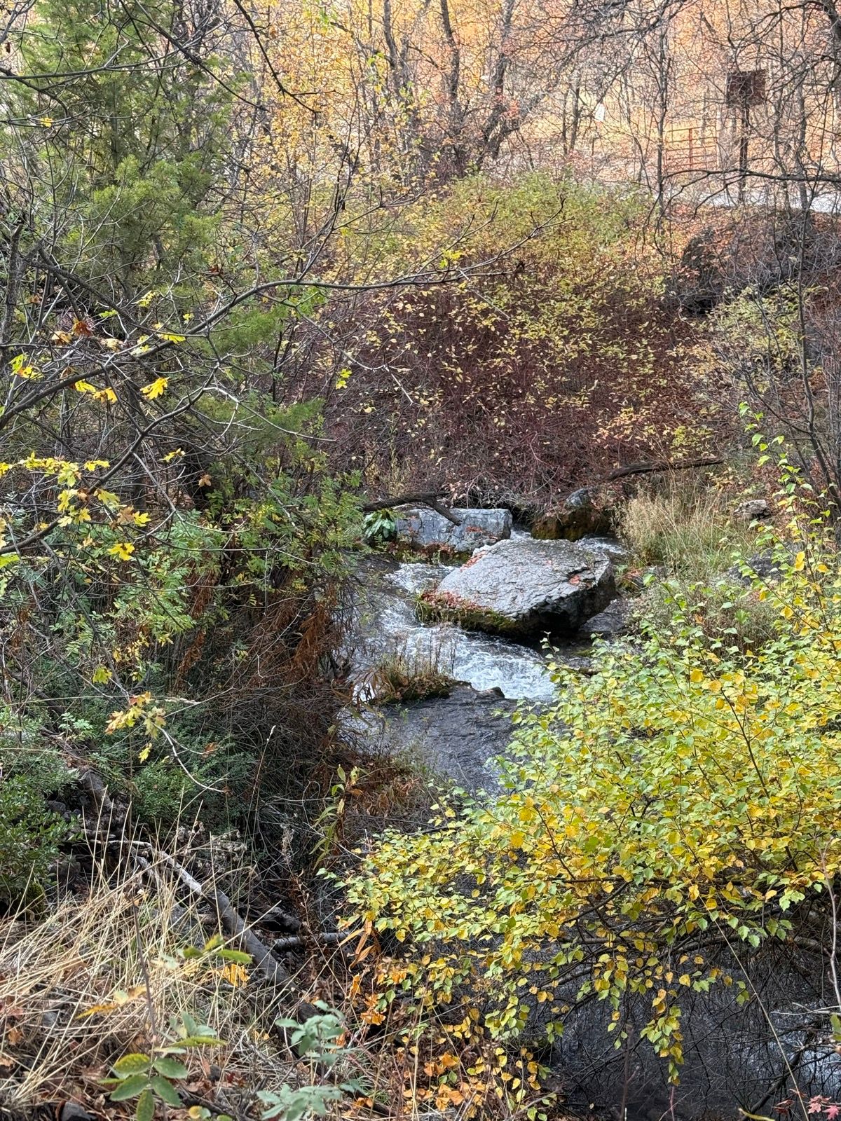 A serene view of a small stream surrounded by colorful autumn foliage in Providence Canyon, Utah. Rocks are partially visible in the water, and various trees and shrubs with yellow and reddish leaves frame the scene.