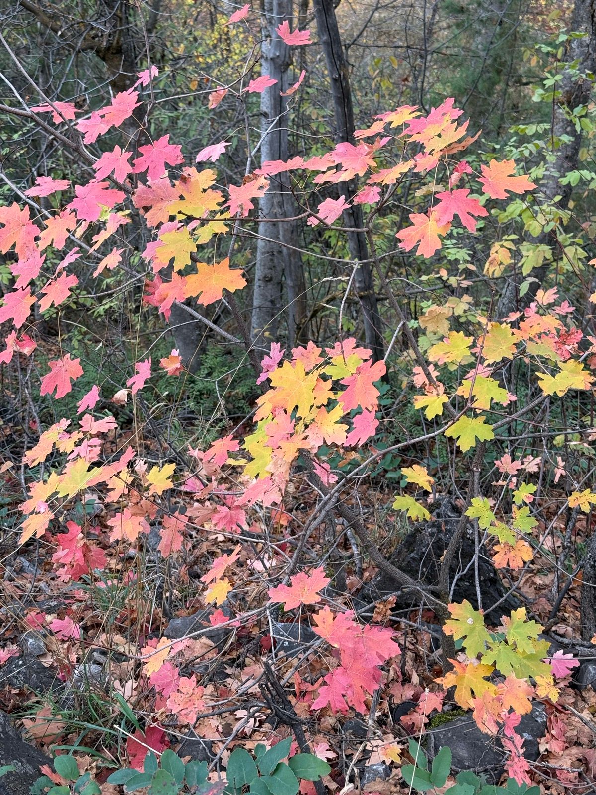 Colorful autumn leaves in shades of pink, orange, and yellow are seen among branches in Providence Canyon, Utah. The background features trees and foliage typical of the season.