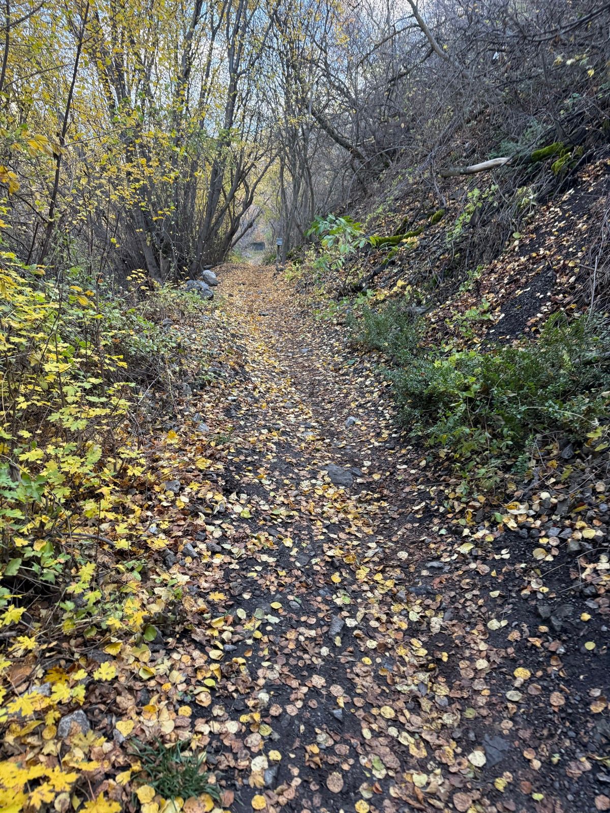 A winding dirt path covered with fallen yellow and brown leaves, surrounded by trees and shrubs, in Providence Canyon, Utah.
