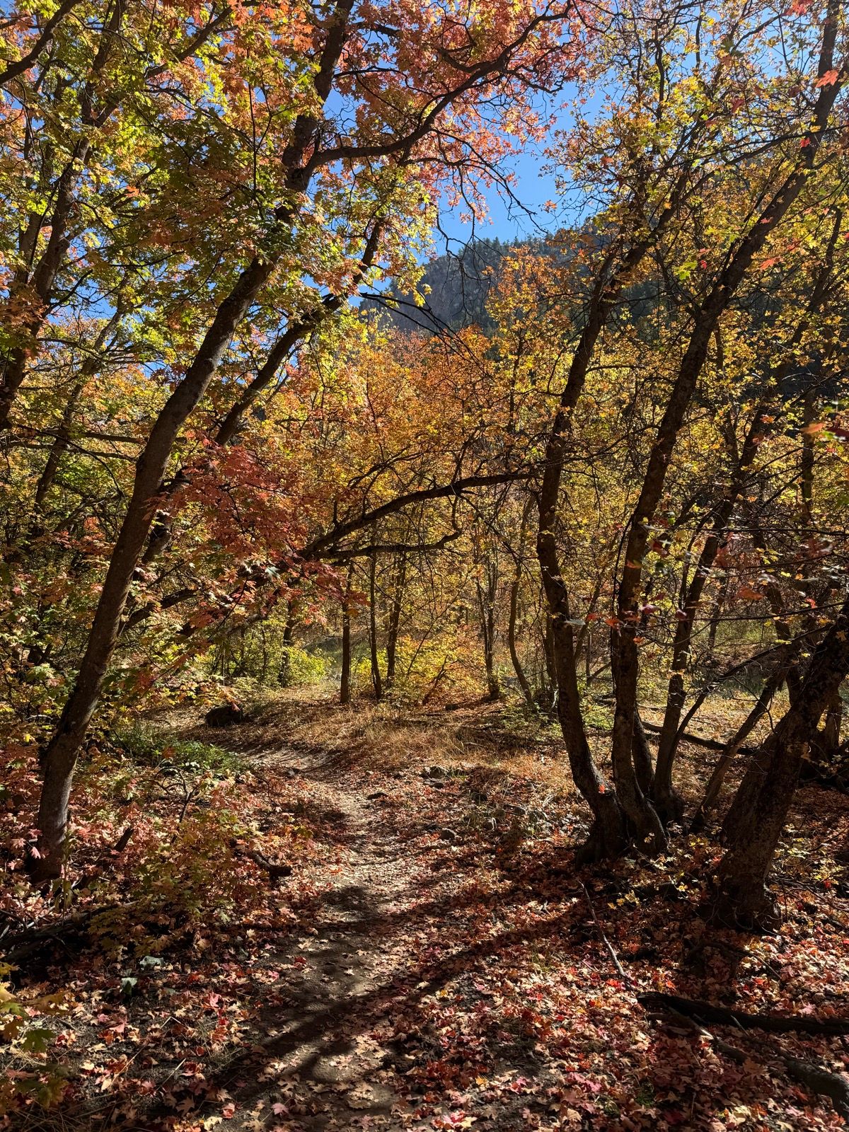 A winding dirt path through a colorful forest in Providence Canyon, Utah, surrounded by trees with vibrant autumn leaves in shades of orange, yellow, and red. The sun shines through the branches, creating a warm and inviting atmosphere.