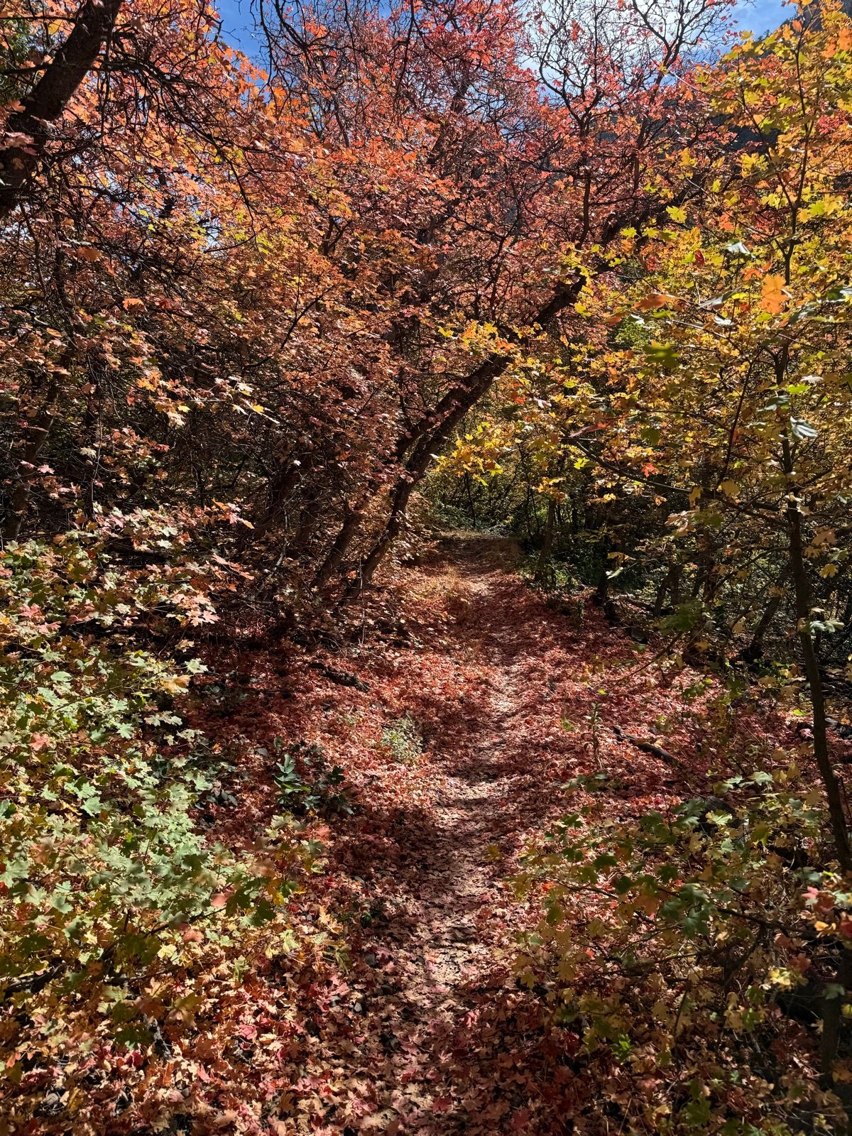 A narrow dirt path winds through a vibrant forest, surrounded by trees with colorful autumn leaves in shades of red, orange, and yellow. The ground is covered with fallen leaves, and bright blue skies are visible above the treetops.