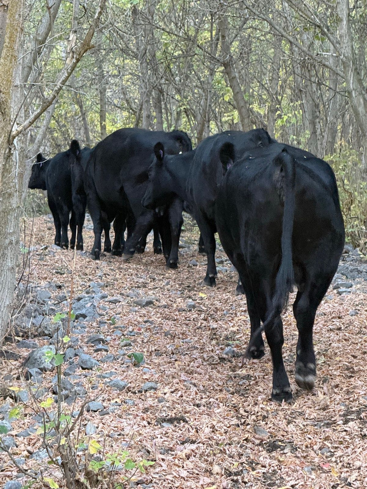 A group of black cattle walking along a rocky path surrounded by trees and fallen leaves in Providence Canyon, Utah.