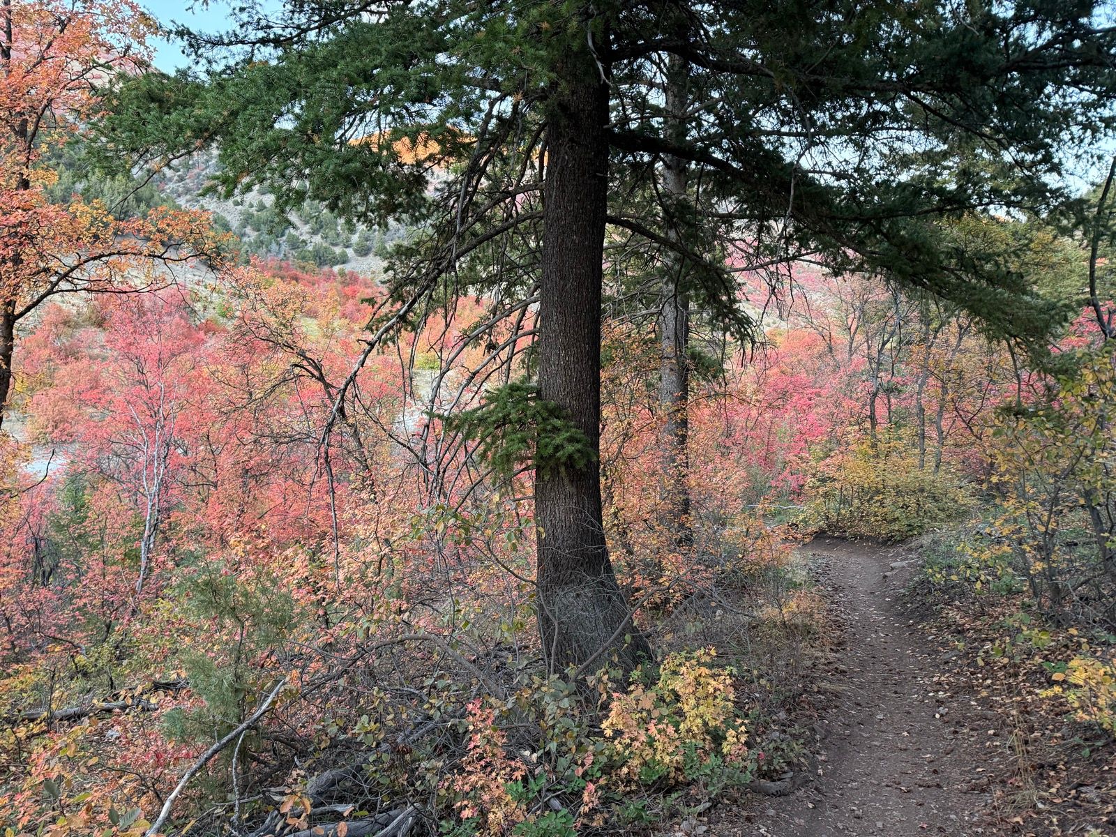 A winding dirt path leads through a vibrant forest filled with autumn foliage, featuring shades of red, orange, and yellow. Tall trees frame the scene, showing a glimpse of the colorful landscape in Providence Canyon, Utah.