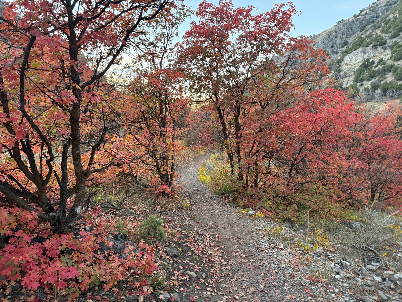 A scenic trail in Providence Canyon, Utah, surrounded by vibrant red and orange foliage. The path is lined with trees displaying autumn colors, leading through a mountainous area.