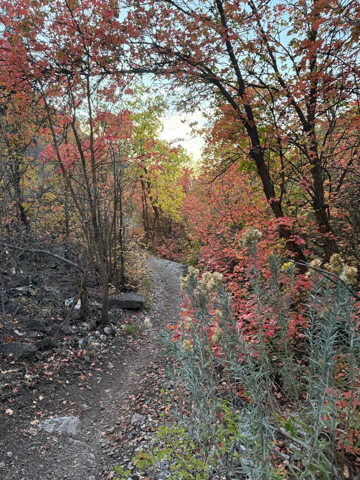 A winding dirt path leads through a vibrant autumn landscape in Providence Canyon, Utah, lined with trees displaying red, orange, and yellow foliage. Fluffy grass-like plants are visible along the path, adding to the scenic view.
