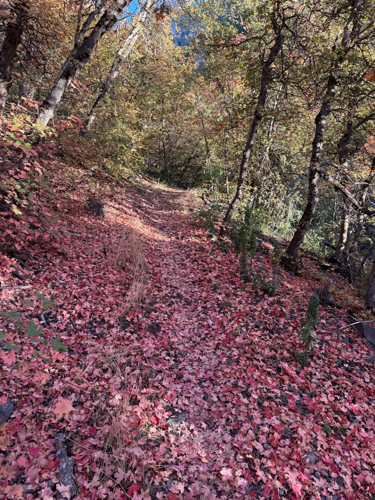 A narrow pathway through a forest in Providence Canyon, Utah, covered with bright red and orange autumn leaves. Trees line the path on both sides, creating a vibrant and serene autumn atmosphere.