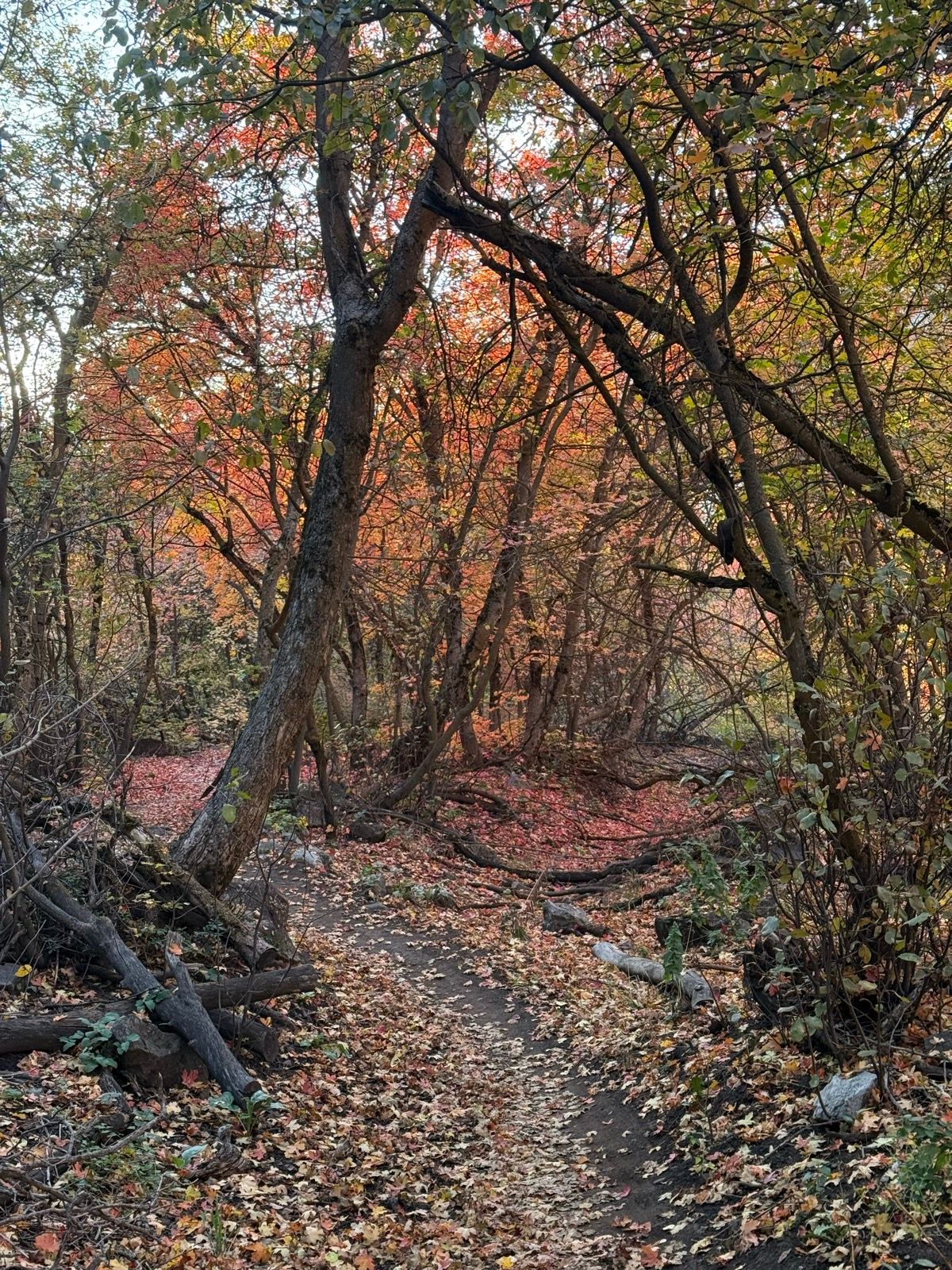 A narrow trail winds through a forest in Providence Canyon, Utah, surrounded by trees displaying vibrant autumn foliage in various shades of orange, red, and yellow. The ground is covered with fallen leaves, creating a colorful carpet along the path.