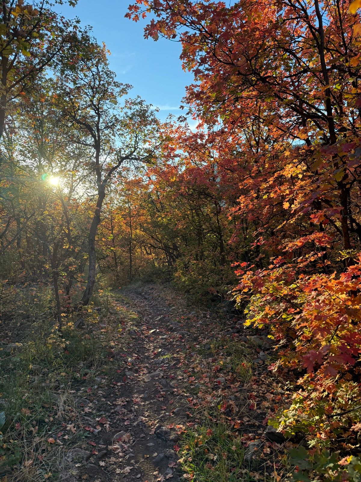 A narrow dirt path winds through a forest of colorful autumn trees at Providence Canyon, Utah. The leaves are vibrant shades of red, orange, and yellow, and sunlight filters through the branches, casting a warm glow on the scene.