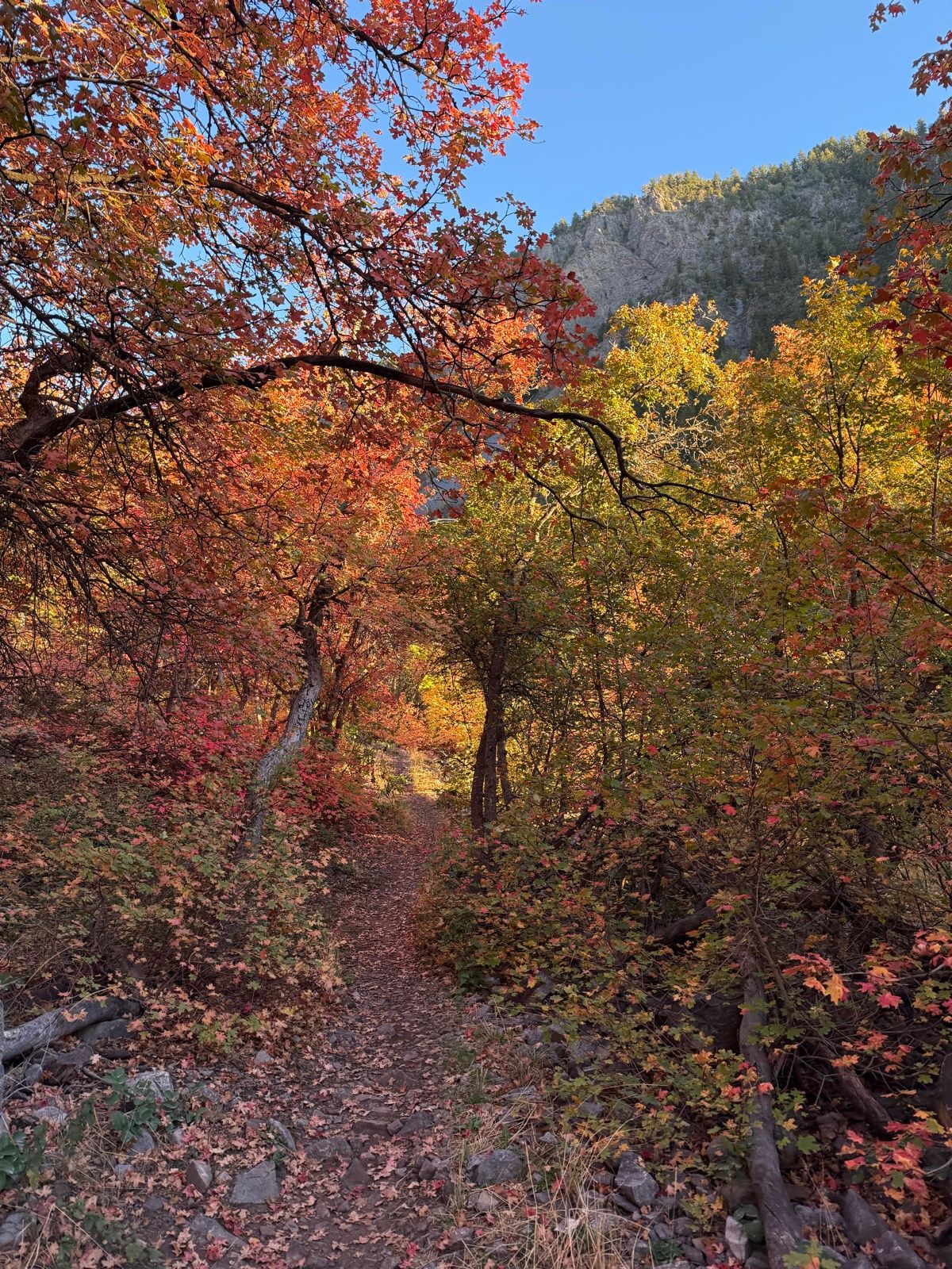 A scenic view of a narrow dirt path surrounded by vibrant autumn foliage in Providence Canyon, Utah. The trees display shades of red, orange, and yellow, with a rocky cliff visible in the background under a clear blue sky.
