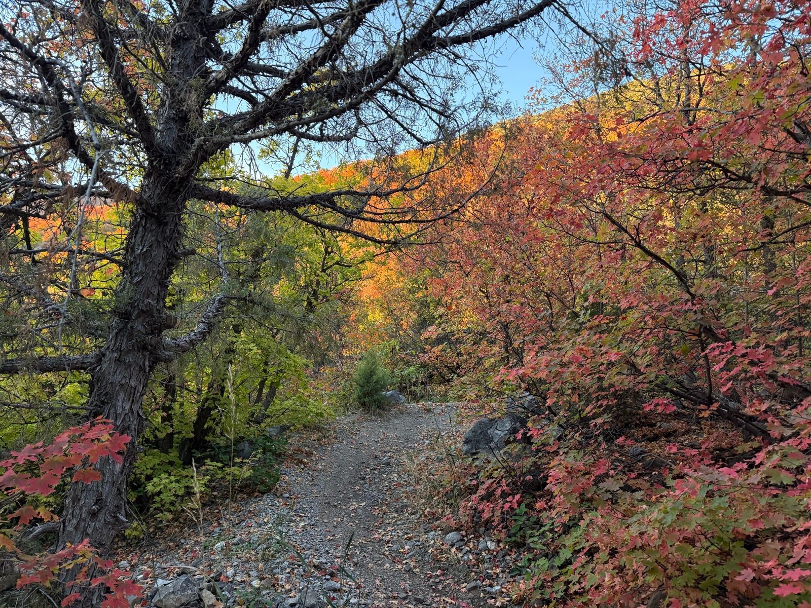 A narrow trail winds through colorful autumn foliage in Providence Canyon, Utah, with vibrant red and orange leaves on trees and shrubs, surrounded by a scenic backdrop of rolling hills.