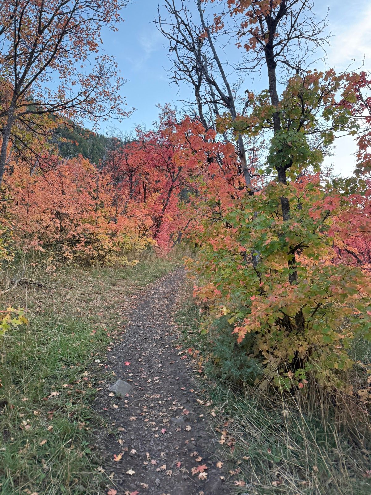 A narrow dirt path winds through a vibrant autumn landscape at Providence Canyon, Utah. The trail is flanked by trees with colorful fall leaves in shades of orange, red, and green, under a clear blue sky. Scattered fallen leaves cover part of the path.