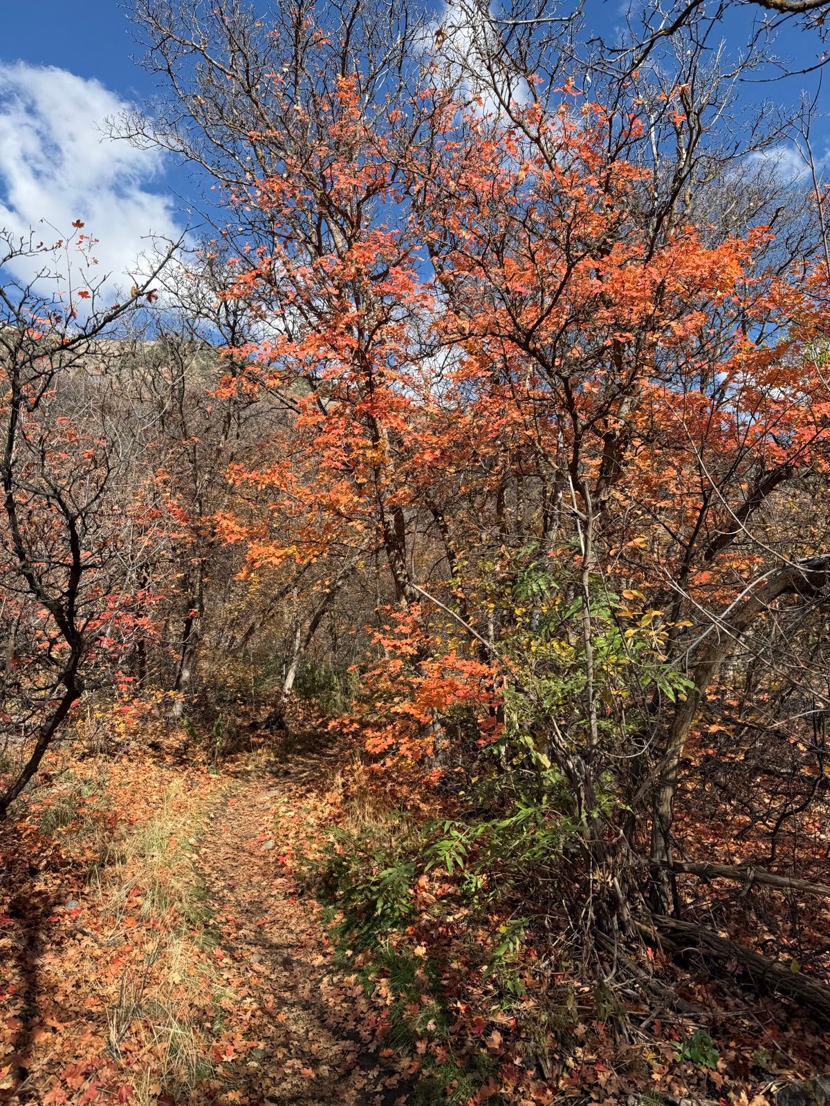 A scenic path through Providence Canyon, Utah, surrounded by trees with vibrant orange and red autumn leaves. The sky is partly cloudy, and fallen leaves cover the ground along the trail.