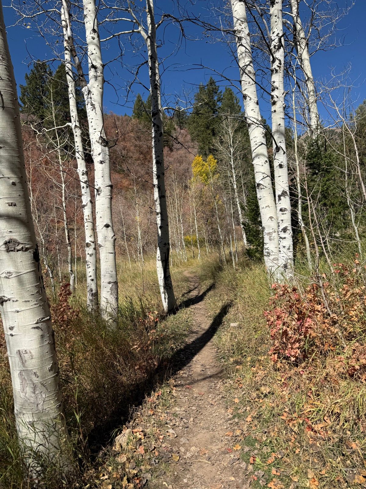 A narrow dirt path winds through a forest of white aspen trees with a backdrop of green and brown foliage under a clear blue sky.