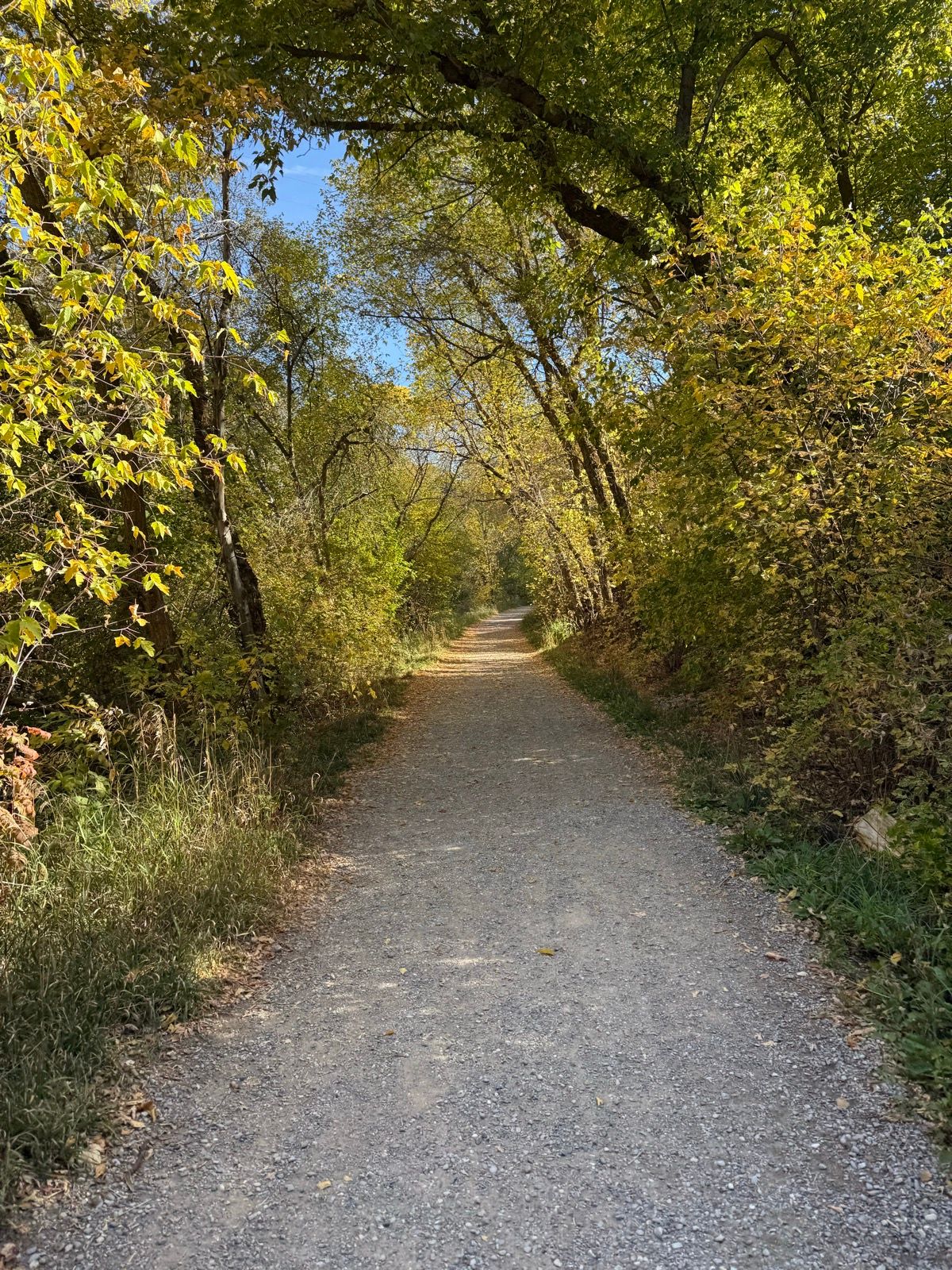 A gravel path winds through a tree-lined trail, with vibrant green and yellow foliage on either side, under a clear blue sky. The scene captures a peaceful, scenic moment on the Logan River Trail.