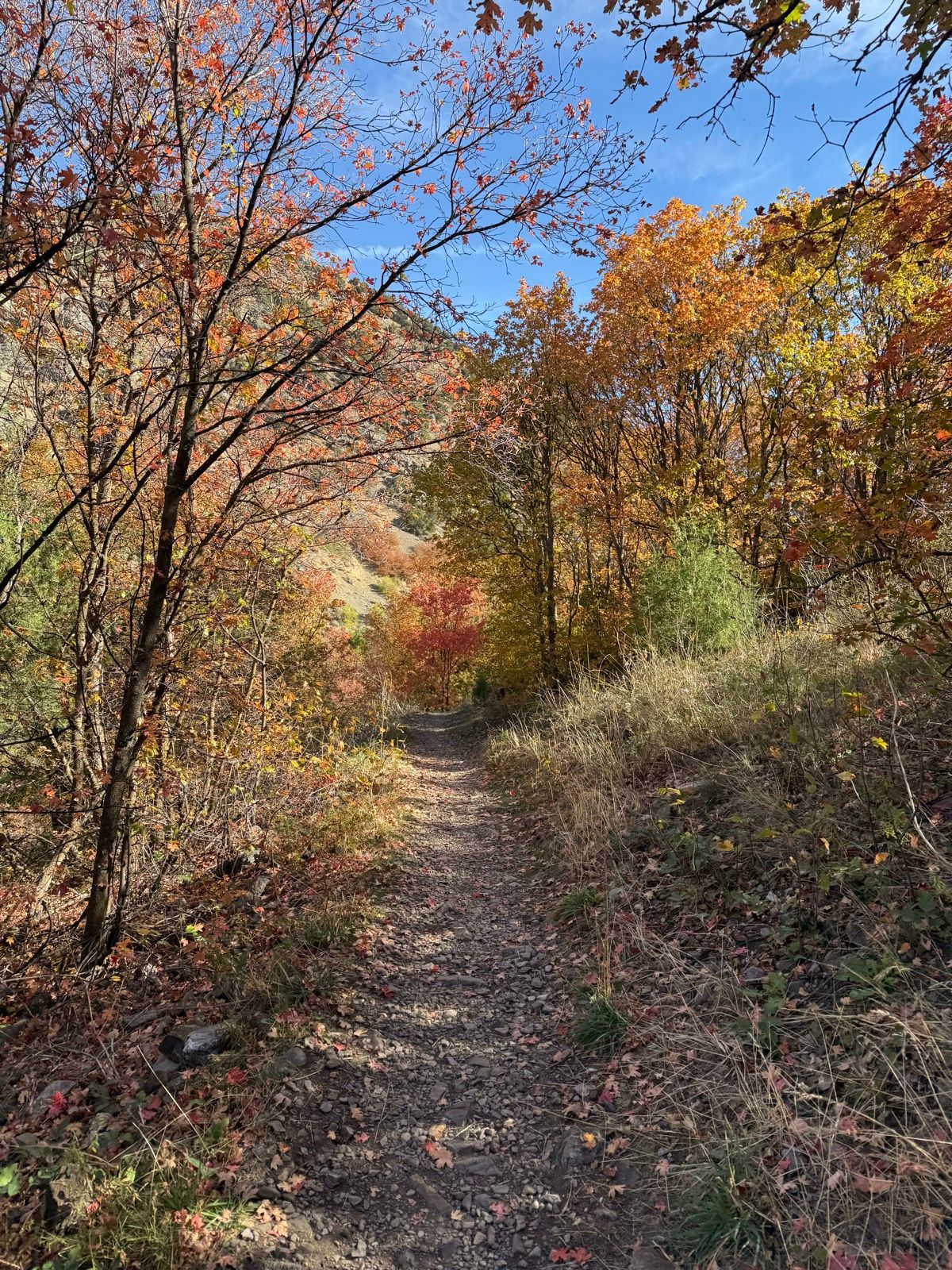 A narrow gravel path meanders through the Logan River Trail, surrounded by trees displaying vibrant autumn colors, including orange and yellow leaves. The scene is set against a clear blue sky.
