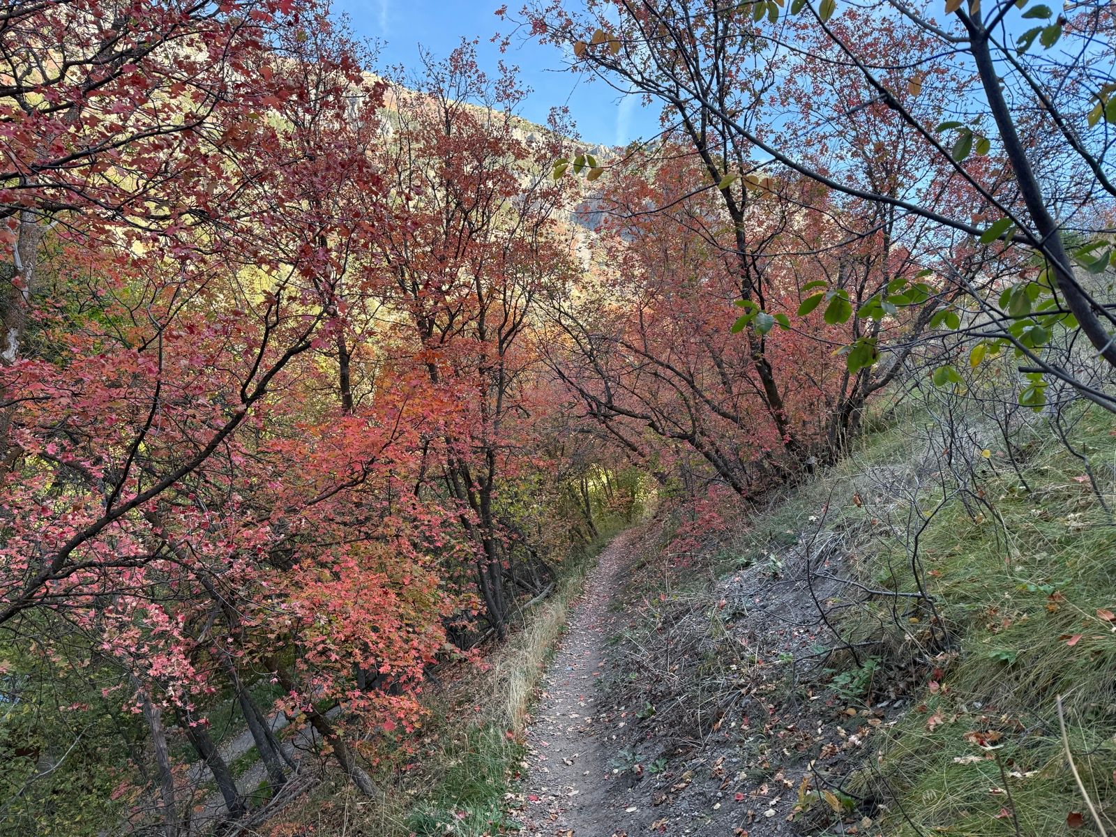 A winding dirt path surrounded by trees with red and orange leaves at Logan River Trail, under a blue sky.