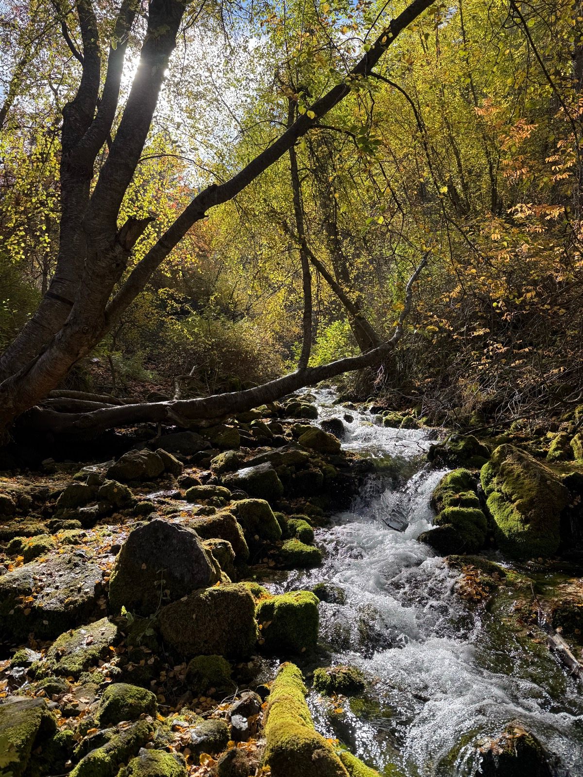 A scenic view of a flowing stream surrounded by moss-covered rocks and vibrant autumn foliage. Sunlight filters through trees, illuminating the lush greenery along the Logan River Trail.